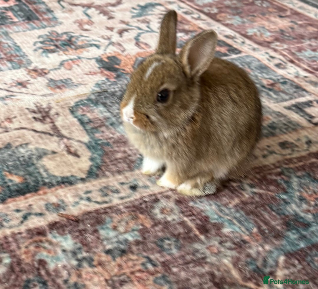 Netherland Dwarf rabbits for sale: Netherland Dwarf Rabbits  - Advert 12