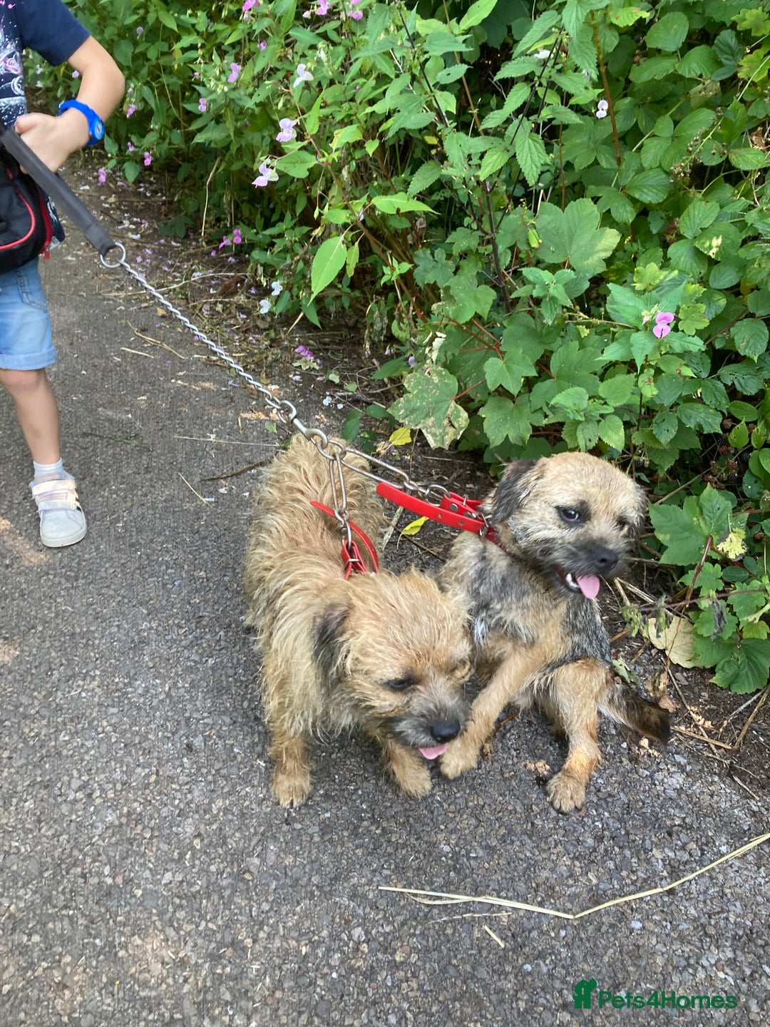 Border Terrier dogs for sale: Kc registered border terrier pups - Advert 5