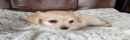 Mixed Breed dogs for sale: 2 blonde girls. Poodle x Biewer Terrier Puppies  - Advert 12