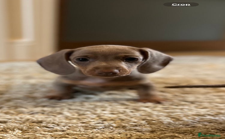 Miniature Dachshund dogs - Advert 1