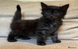 Mixed Breed cats for sale: 5 Beautiful fluffy kittens ready to be re-homed ❤️ - Image 6