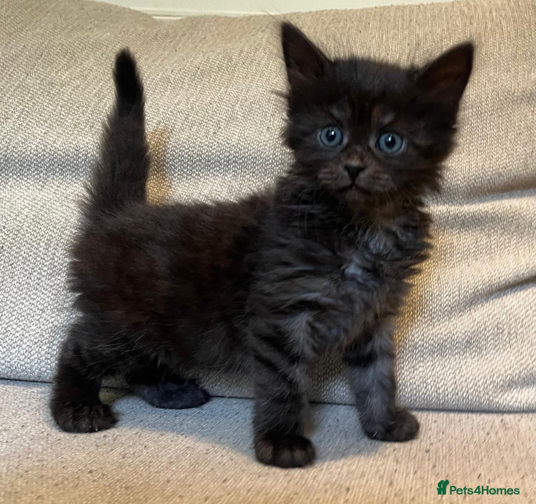 Mixed Breed cats for sale: 5 Beautiful fluffy kittens ready to be re-homed ❤️ - Image 6