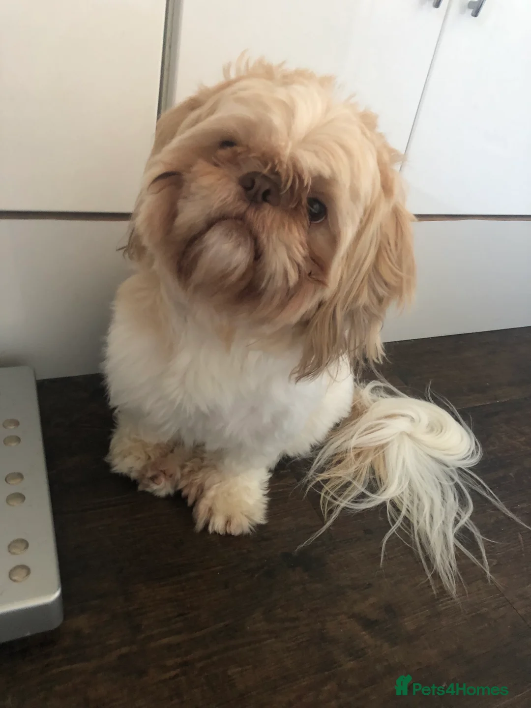 Shih Tzu dogs for stud: Pure breed male shih tzu stud  in Milton Keynes - Advert 13