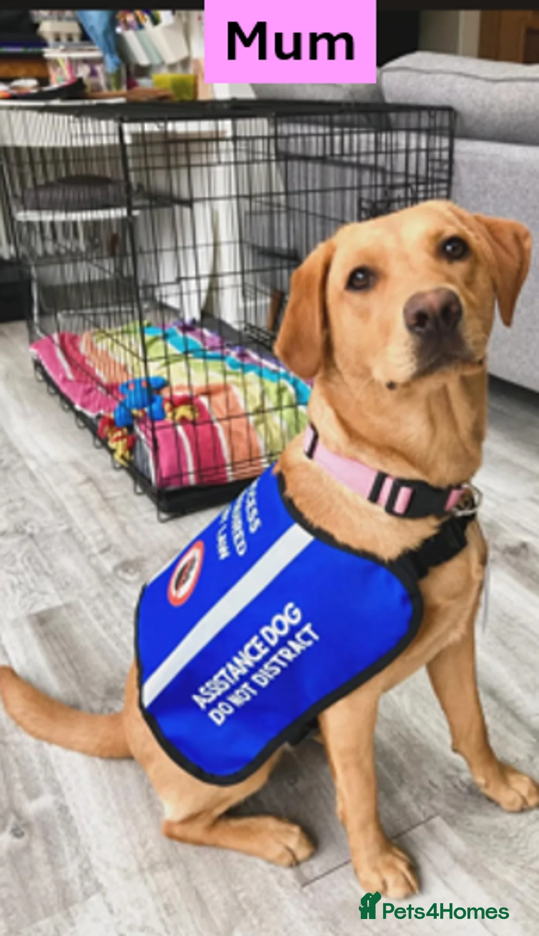 Labrador Retriever dogs for sale: Outstanding Labrador Puppies - Confident & Healthy - Advert 1