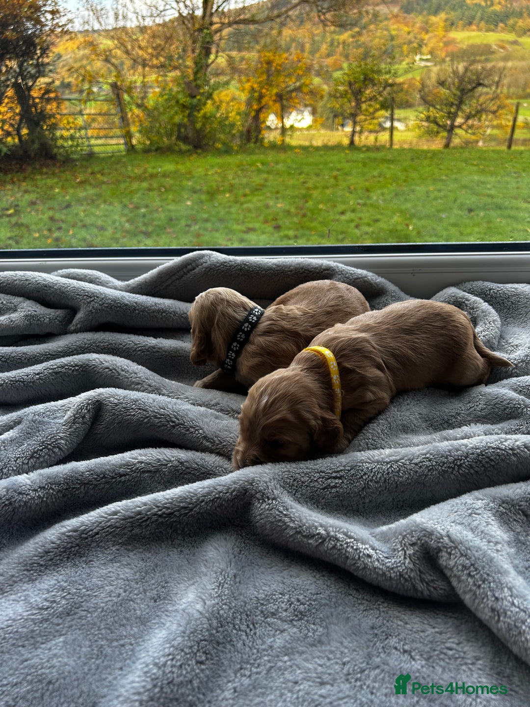 Cocker Spaniel dogs for sale: ✨ Cuddles Await from our Cocker Spaniel Pups  - Image 26