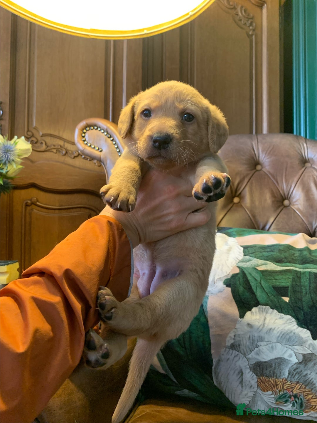 Labrador Retriever dogs for sale: Gorg KC reg labradors with amazing lineage - Advert 16