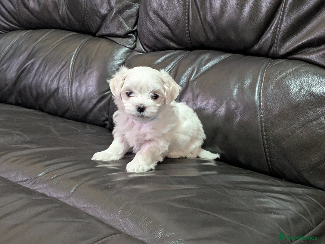 Maltese dogs for sale: Beautiful Small Size Maltese ONLY TWO PUPPIES LEFT - Image 33