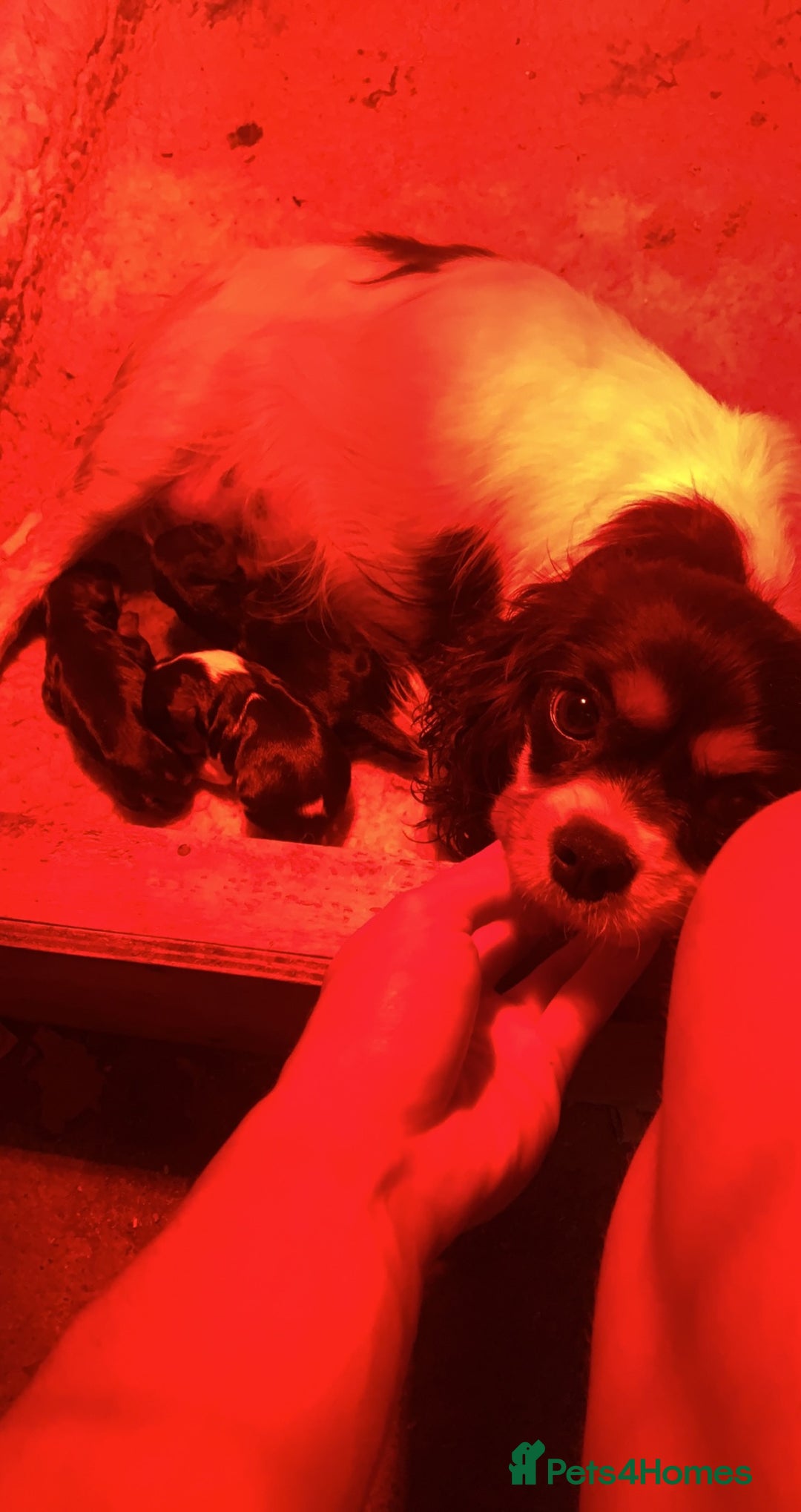Cavalier King Charles Spaniel dogs for sale: Cavalier King Charles  - Image 3