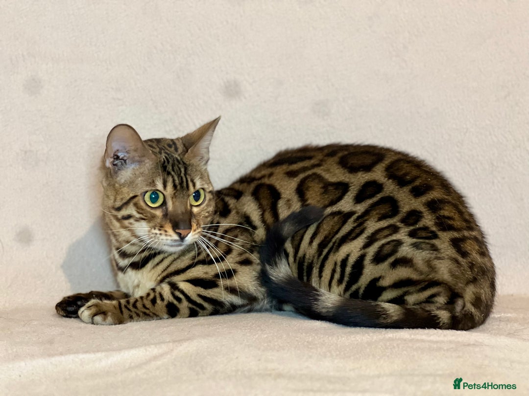 Bengal cats for sale: Bengal Queen  - Advert 12