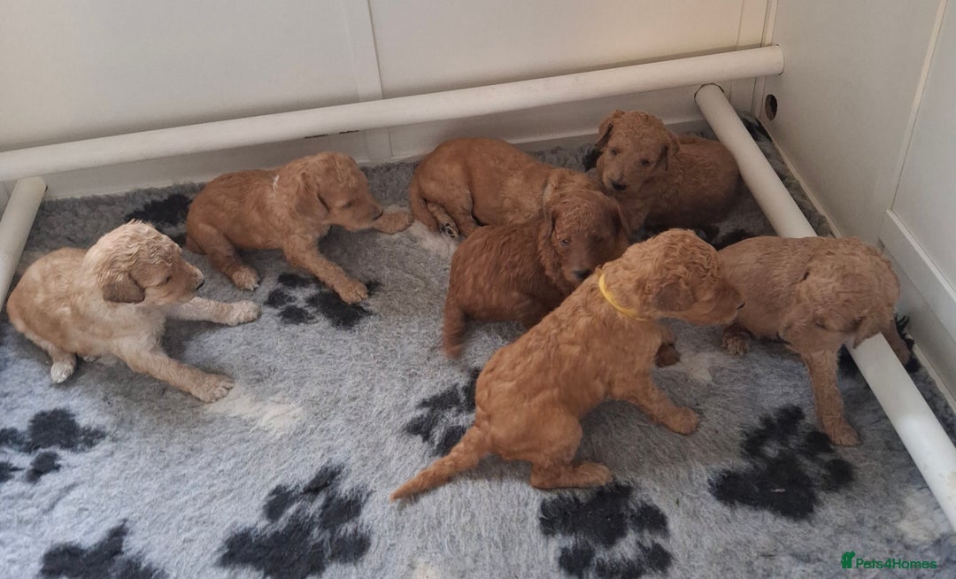 Standard Poodle dogs for sale: Standard poodle pups dark apricot or cream - Image 2