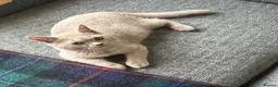 British Shorthair cats for sale: British Shorthair GCCF-registered Kittens  - Advert 7