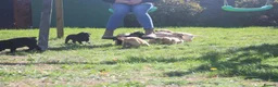Springador dogs for sale: Springador puppies in Sandringham - Advert 8