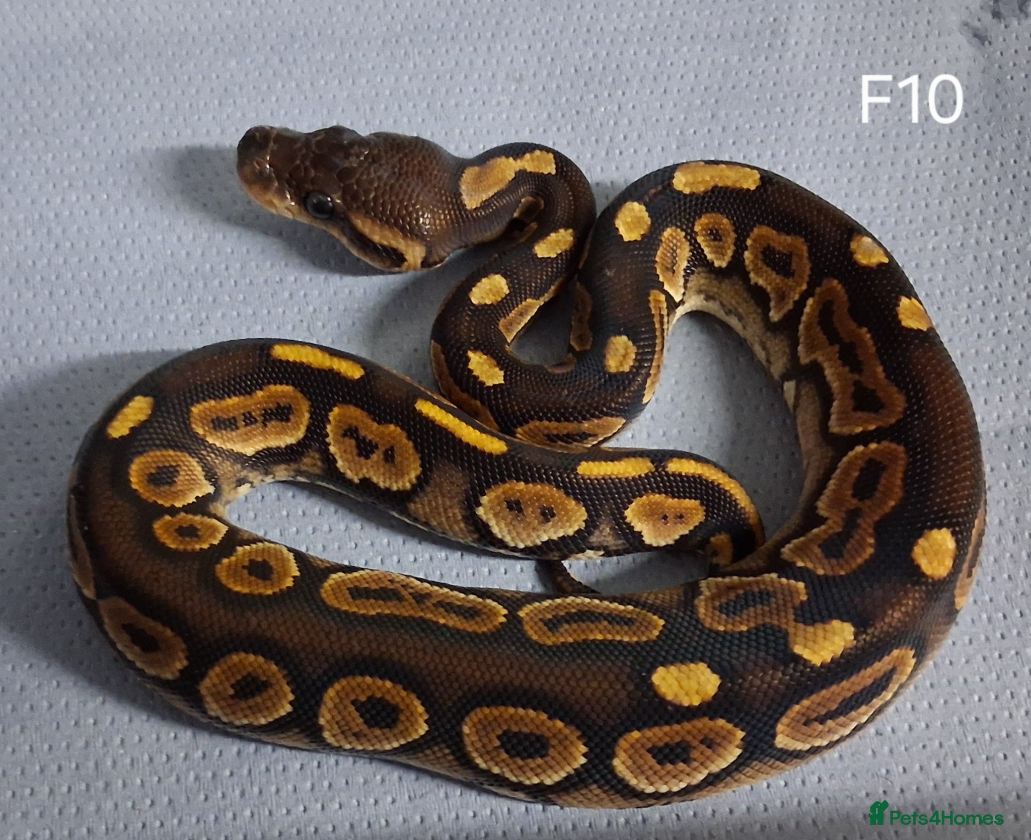 Python Snake reptiles Royal Pythons Male and Females  - Advert 1