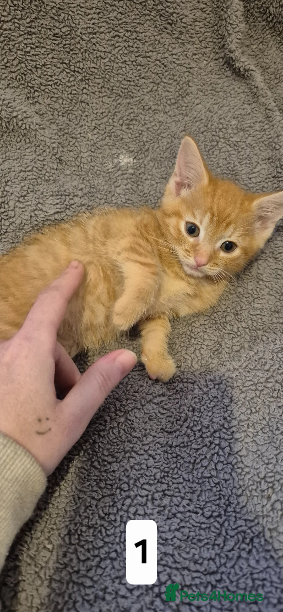 Mixed Breed cats for sale: Cutest litter of kittens - Advert 2