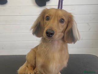 Dachshund dogs 2 year old long haired miniature dachshund - Advert 5