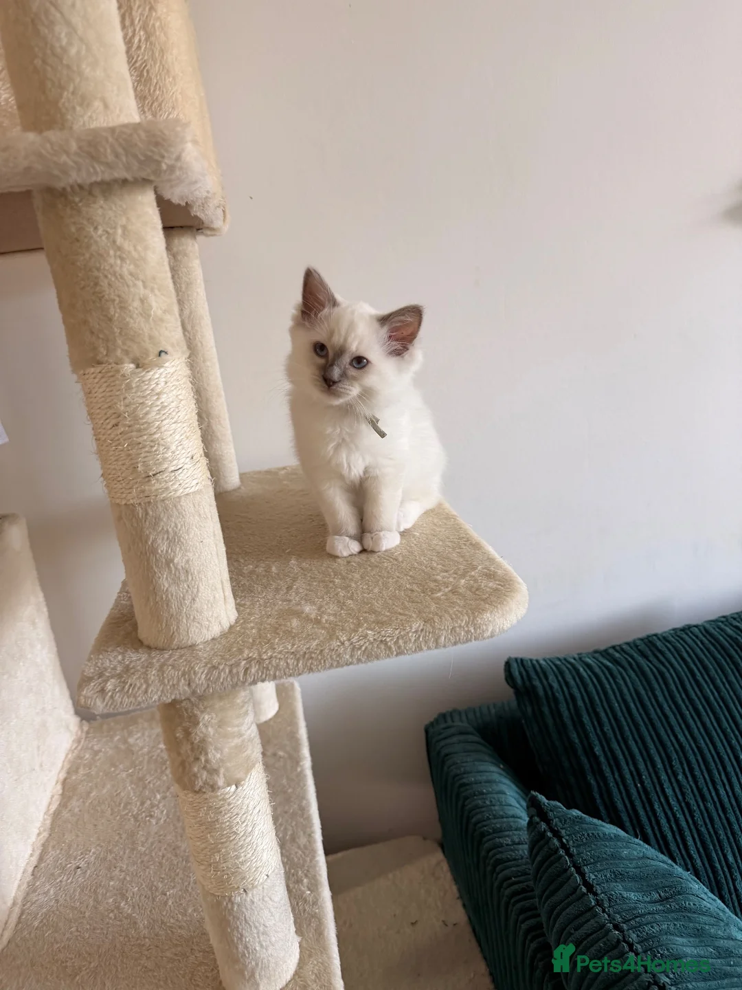 Ragdoll cats for sale: 💙 GCCF Lilac Male Ragdoll READY NOW 2 LEFT💙 - Advert 1