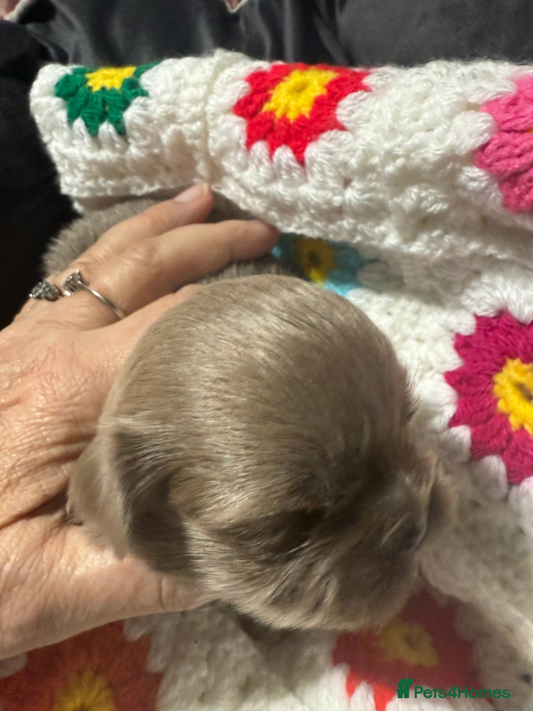 Shih Tzu dogs for sale: Super cute Shih tzu pups - Advert 26