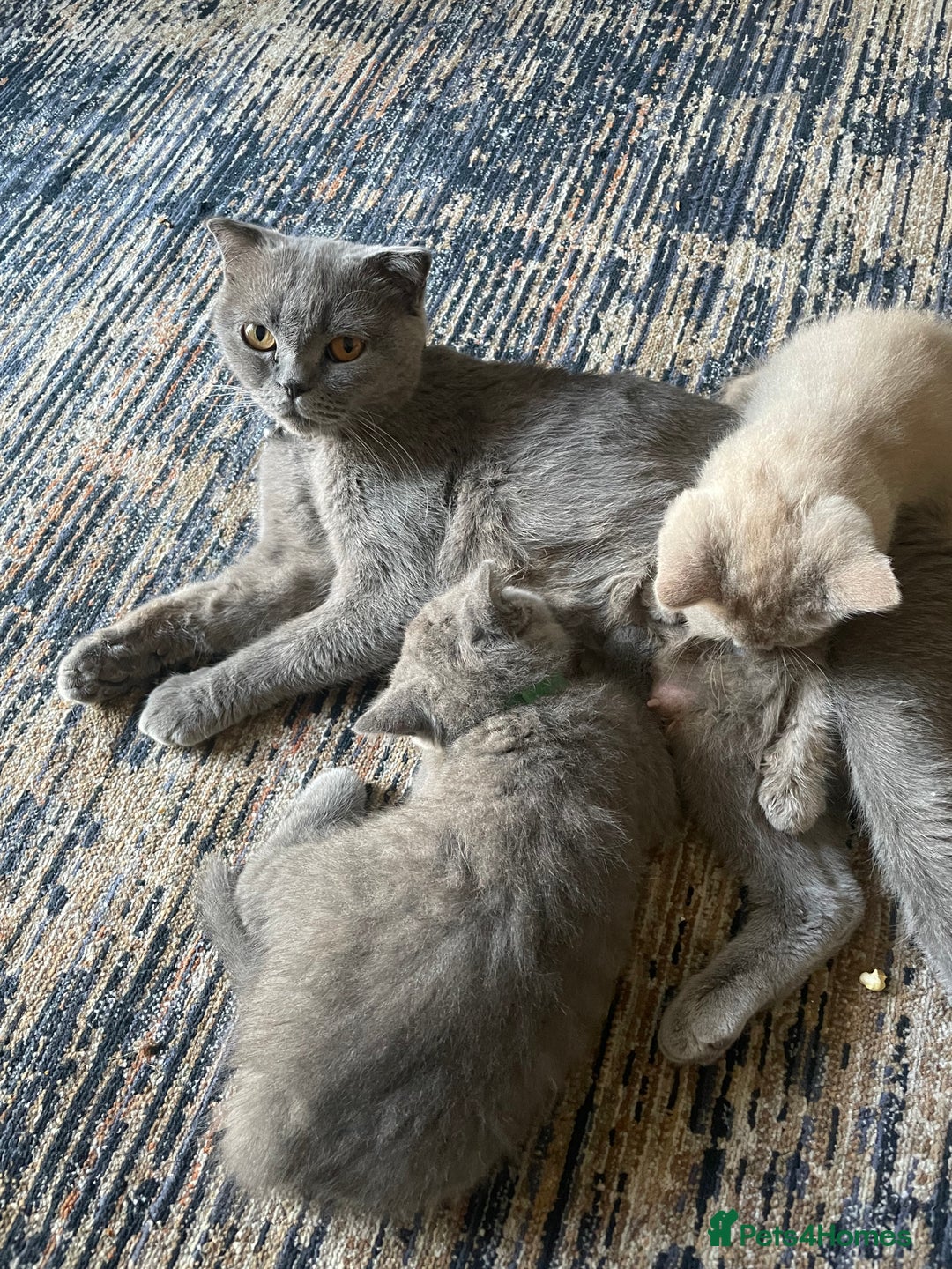 British Shorthair cats for sale: Four tiny heart-stealers looking for loving home - Image 11