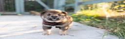 Japanese Shiba Inu dogs for sale: Stunning Shiba Inu pups KC registered - Advert 13