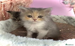 Turkish Angora cats for sale: Angora cross Persian kittens 🐱  - Image 3