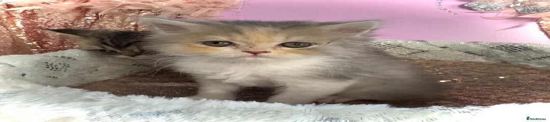 Turkish Angora Kitten 5