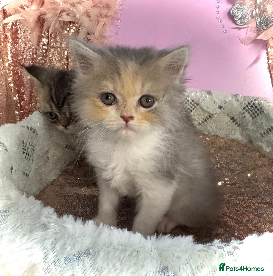 Turkish Angora cats for sale: Angora cross Persian kittens 🐱  - Image 3