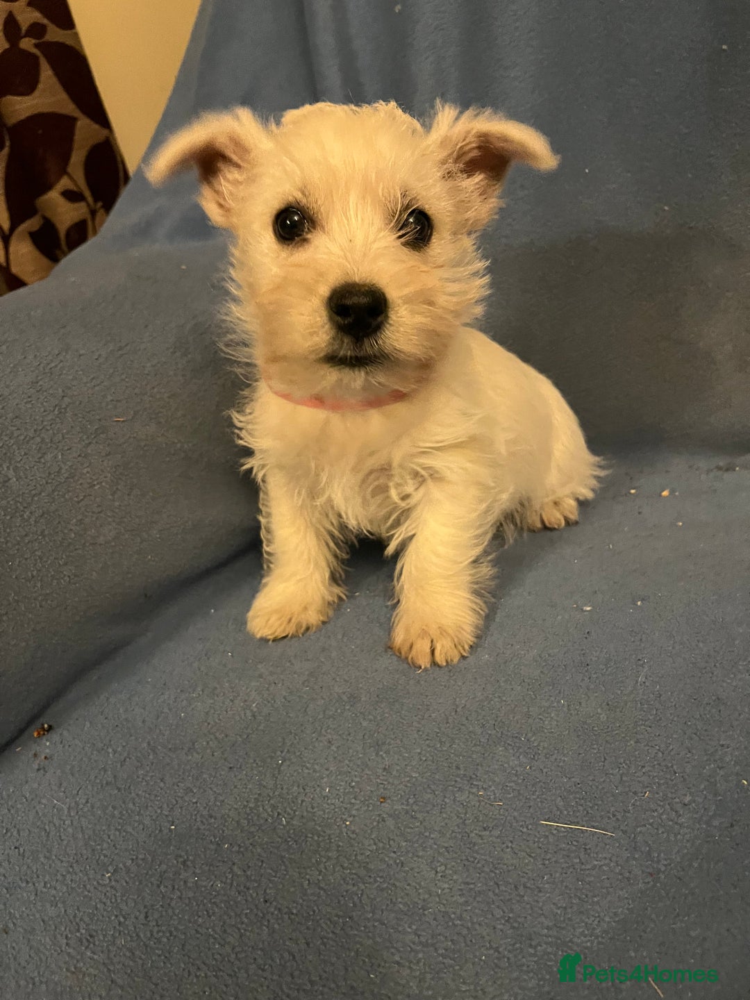 West Highland Terrier dogs for sale: Lovely litter of Westie Puppies - Advert 10