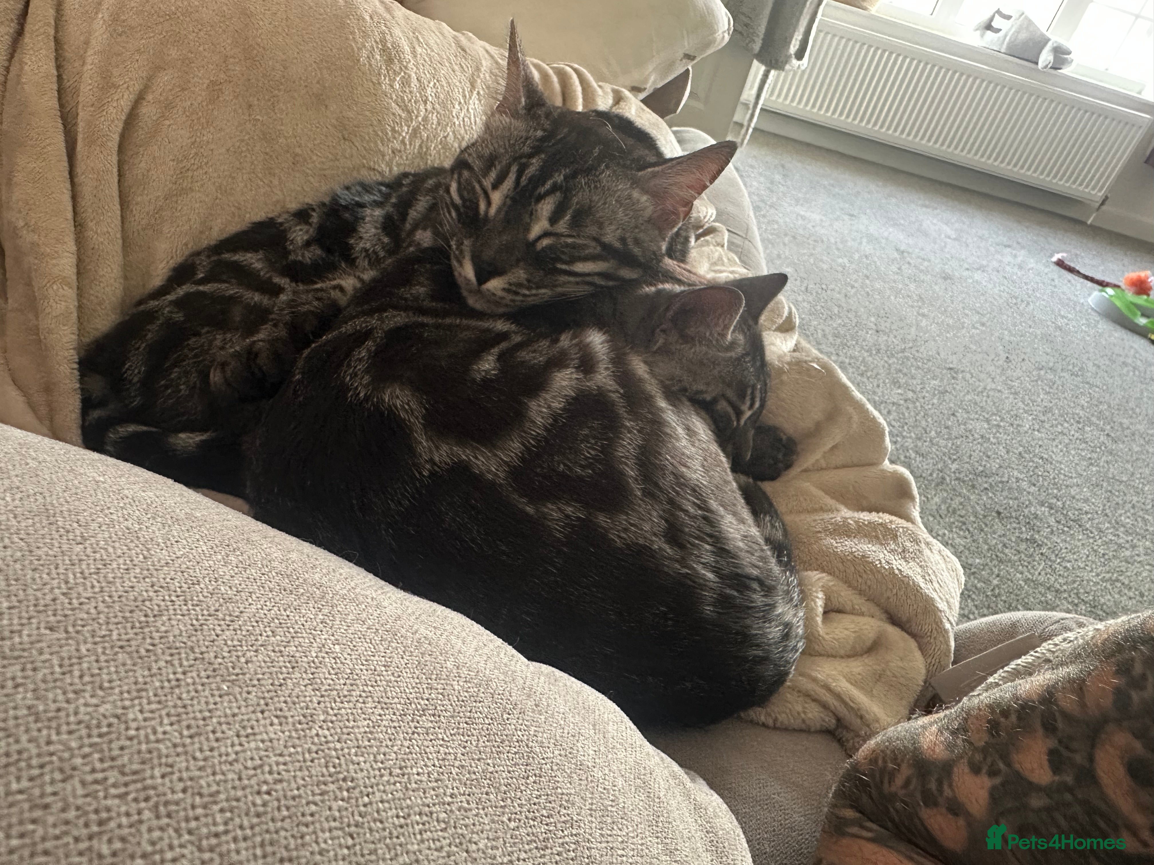 Bengal cats Retired breeding females - Advert 2