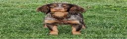 Cocker Spaniel dogs for sale: 🐾 8 Male Working Cocker Spaniel Puppies 🐾  - Advert 3