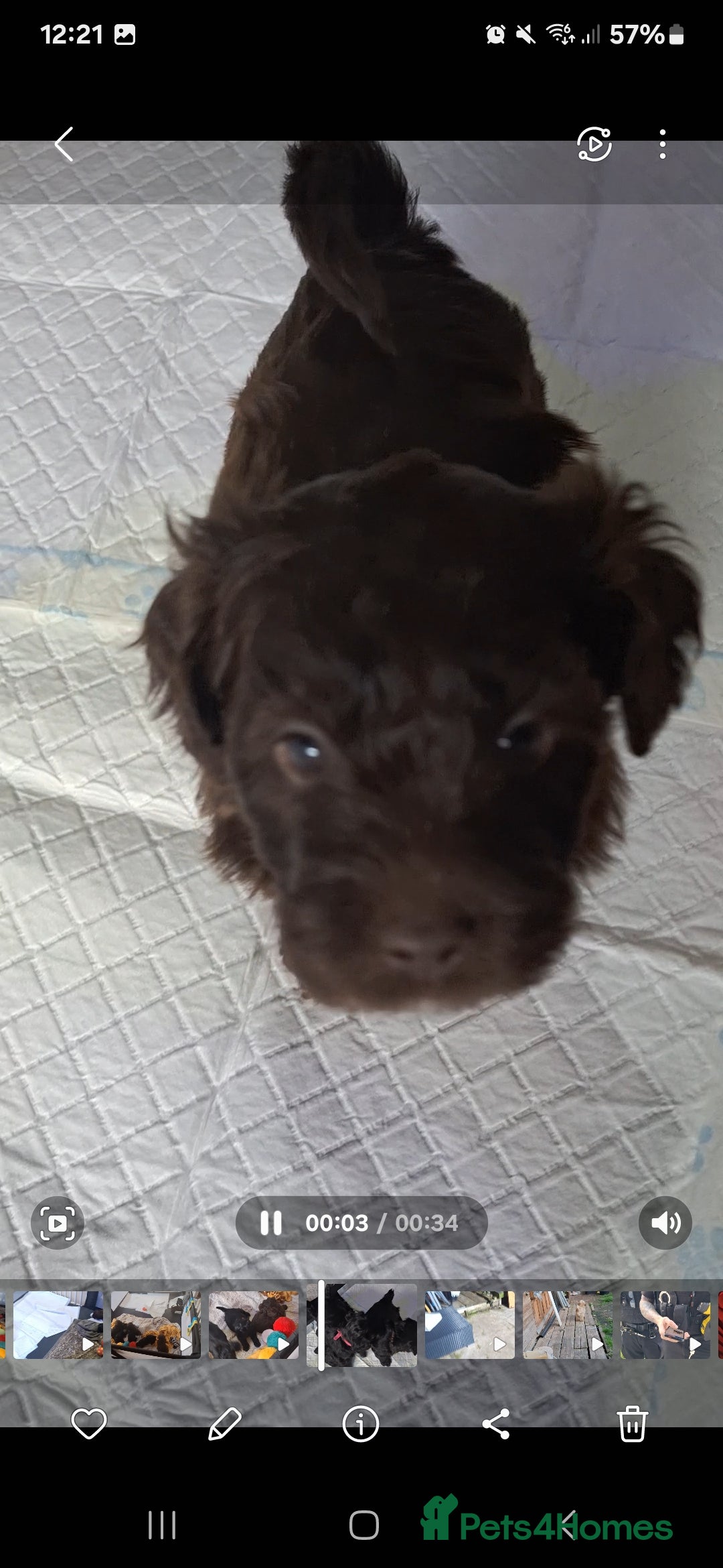 Mixed Breed dogs for sale: Shihpoo Puppies  - Image 13