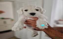 Miniature Schnauzer dogs for sale: Pure White Miniature Schnauzer puppies - Image 8