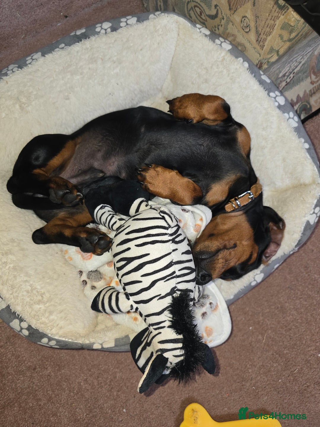 Miniature Dachshund dogs for sale: Mini Daschund - Image 2