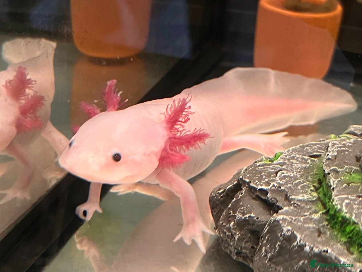 Axolotl reptiles Leucistic (2) and Wild Type (1) Axolotls  - Advert 2