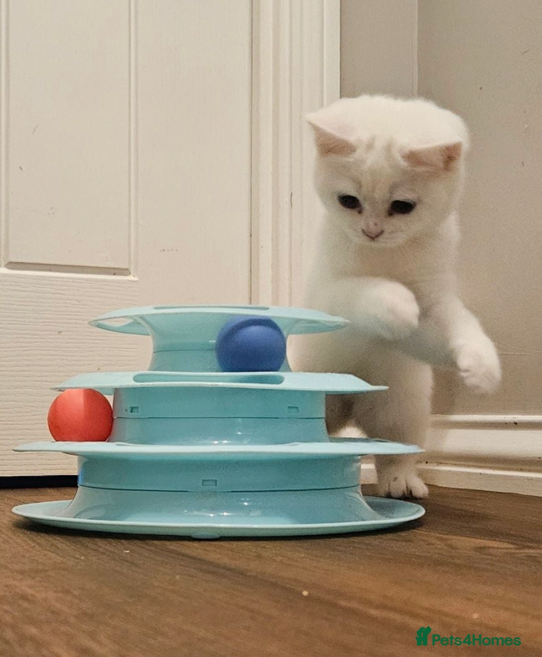 British Shorthair cats British Shorthair White Female Kitten  - Advert 2