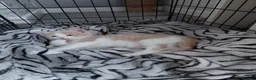 Mixed Breed cats for sale: 1/4 main coon kittens  in Fleetwood - Advert 3