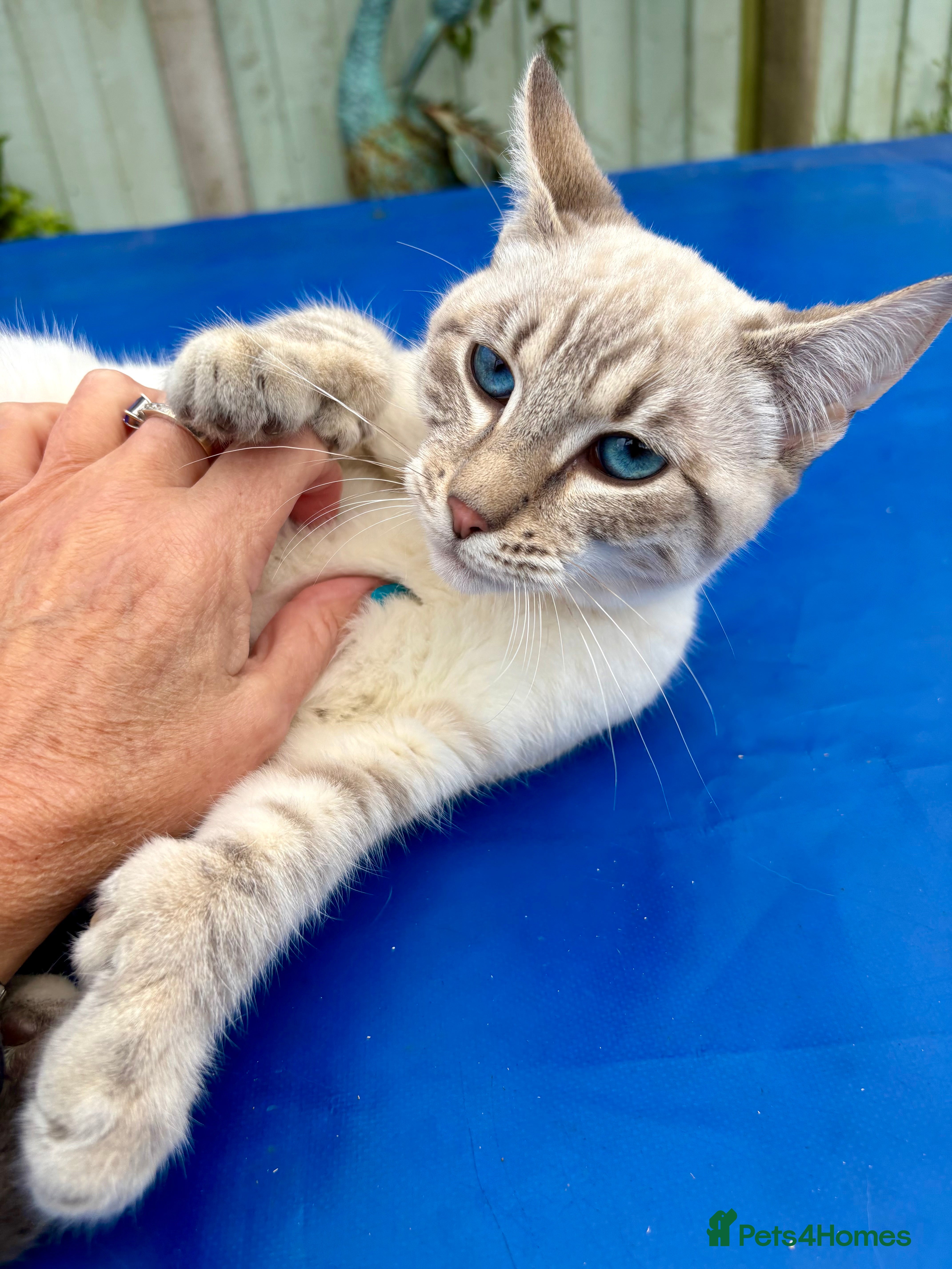 Savannah cats Breath taking wild looking girl  - Advert 1