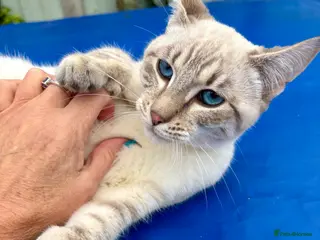 Savannah cats Breath taking wild looking girl - Advert 16