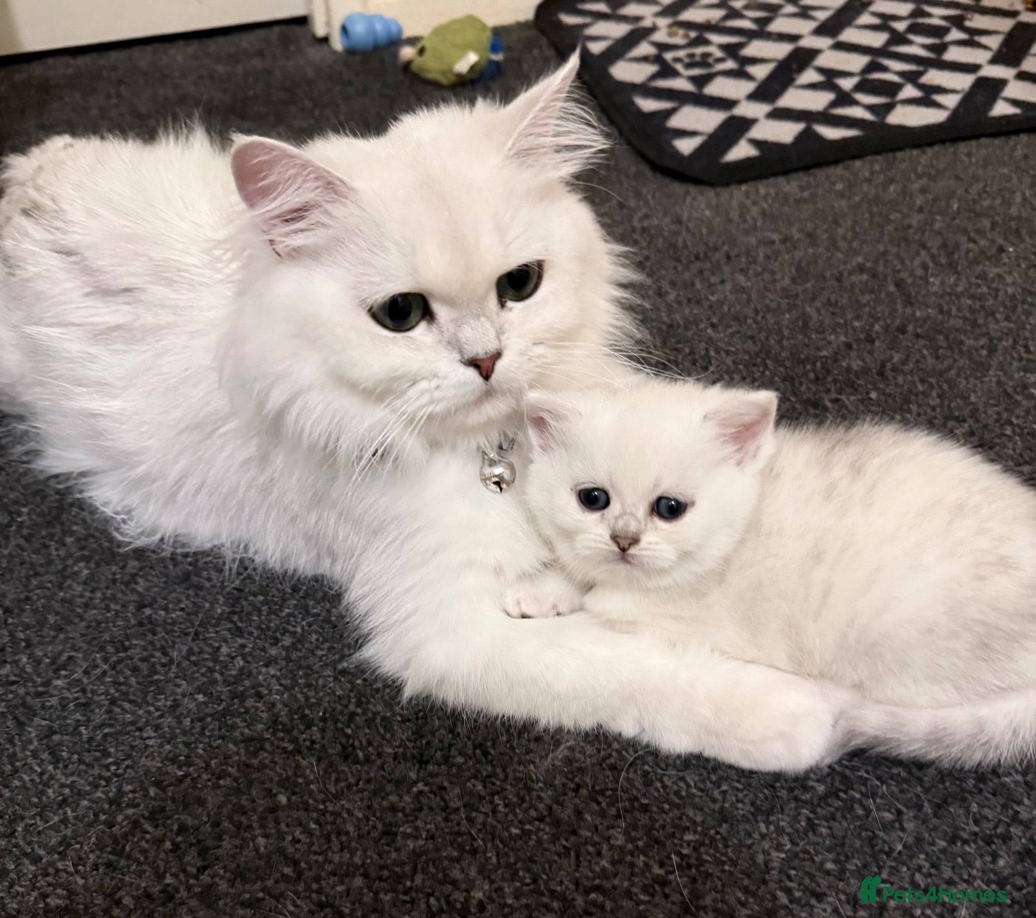 British Shorthair cats GCCF Champion Line BSH Silver/Black Tipped kittens - Advert 2