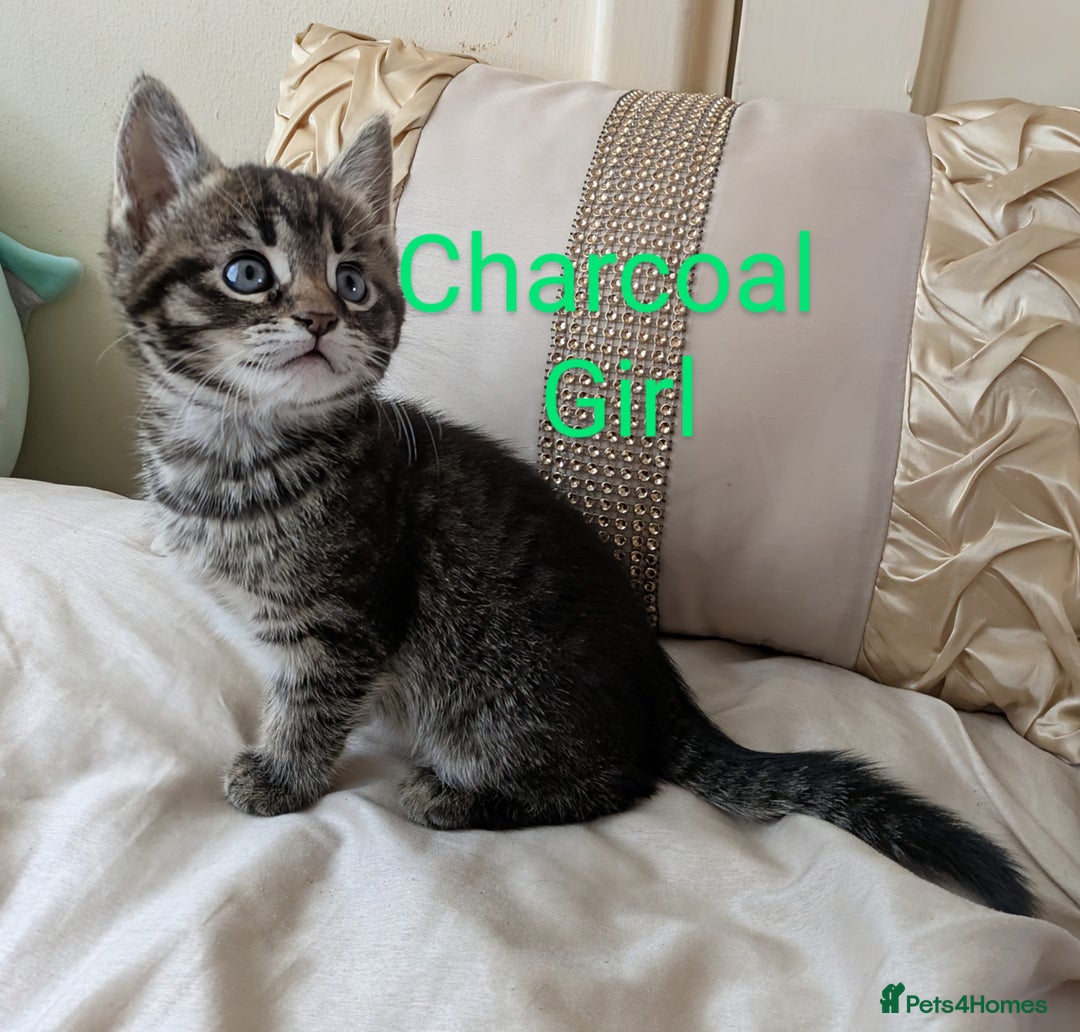 Bengal cats for sale: Purebred Spotted Bengal Kittens Brown Charcoal - Image 24