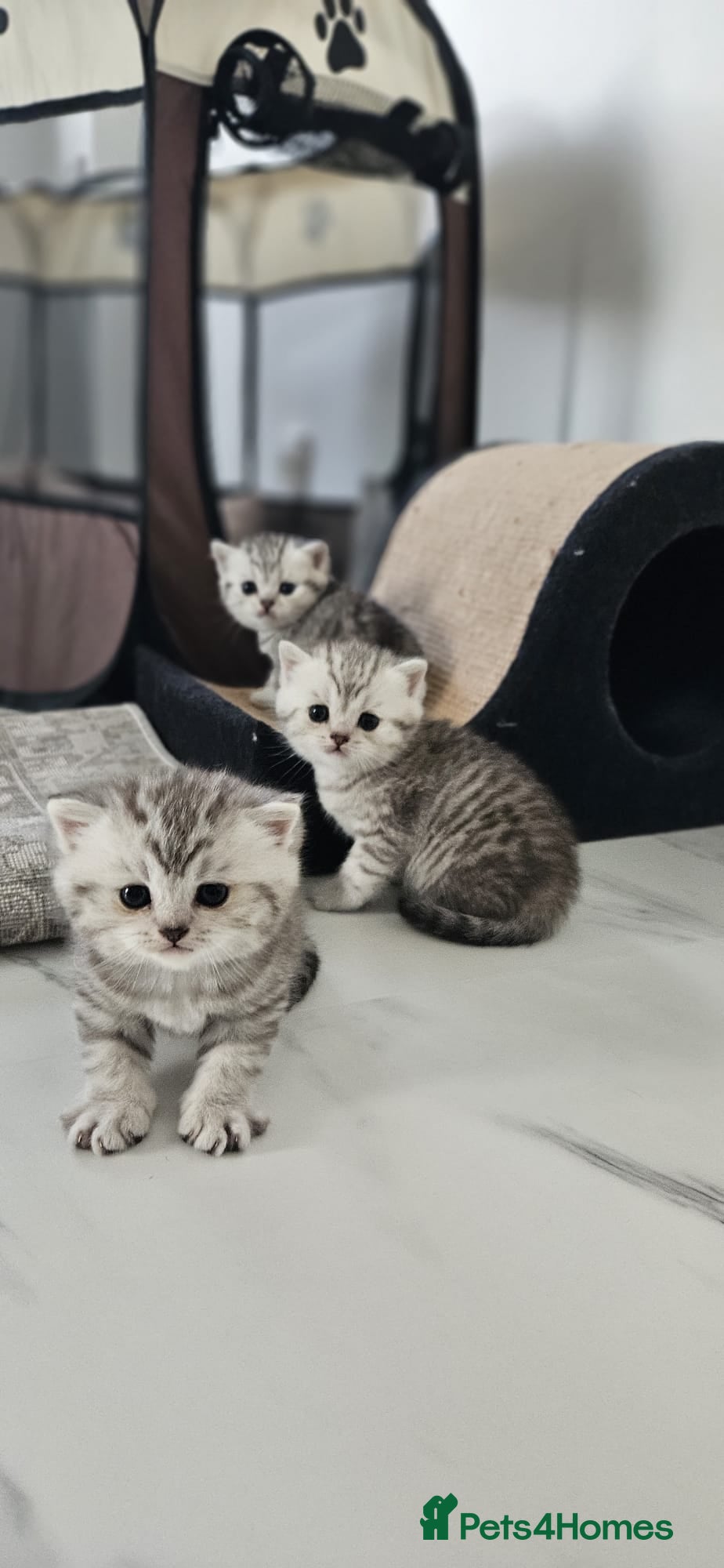 British Shorthair cats for sale: GCCF Blue BSH chunky champion lines - Advert 1