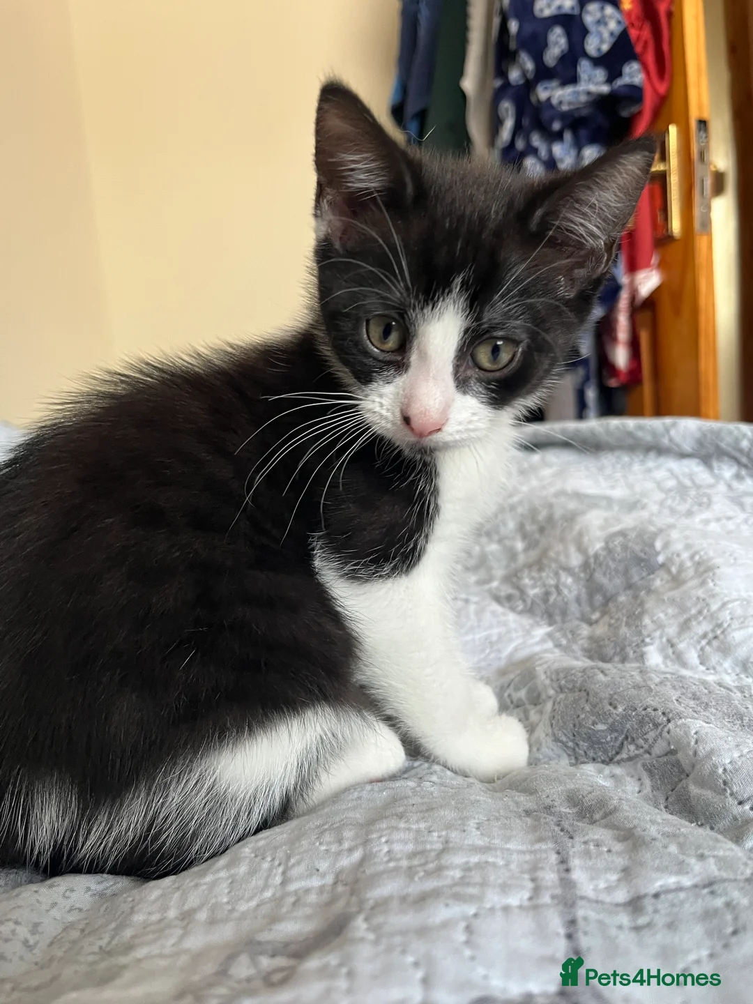 Mixed Breed cats for sale: 2 female kitten - Advert 6