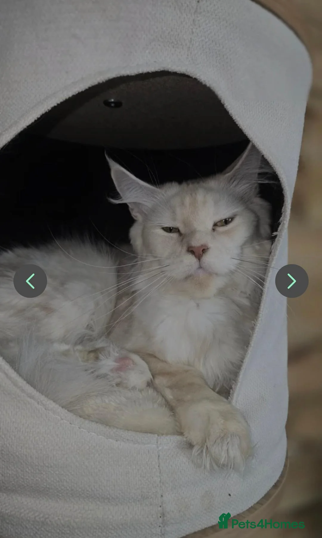Maine Coon cats for sale: Championship maine coon kittens - Advert 5