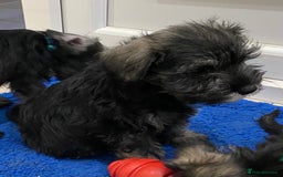 Miniature Schnauzer dogs for sale: Miniature Schnauzer Puppies-  - Image 12