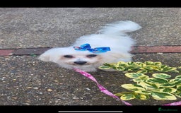Mixed Breed dogs for sale: Bichon x Jack Russell READY NOW - Image 10