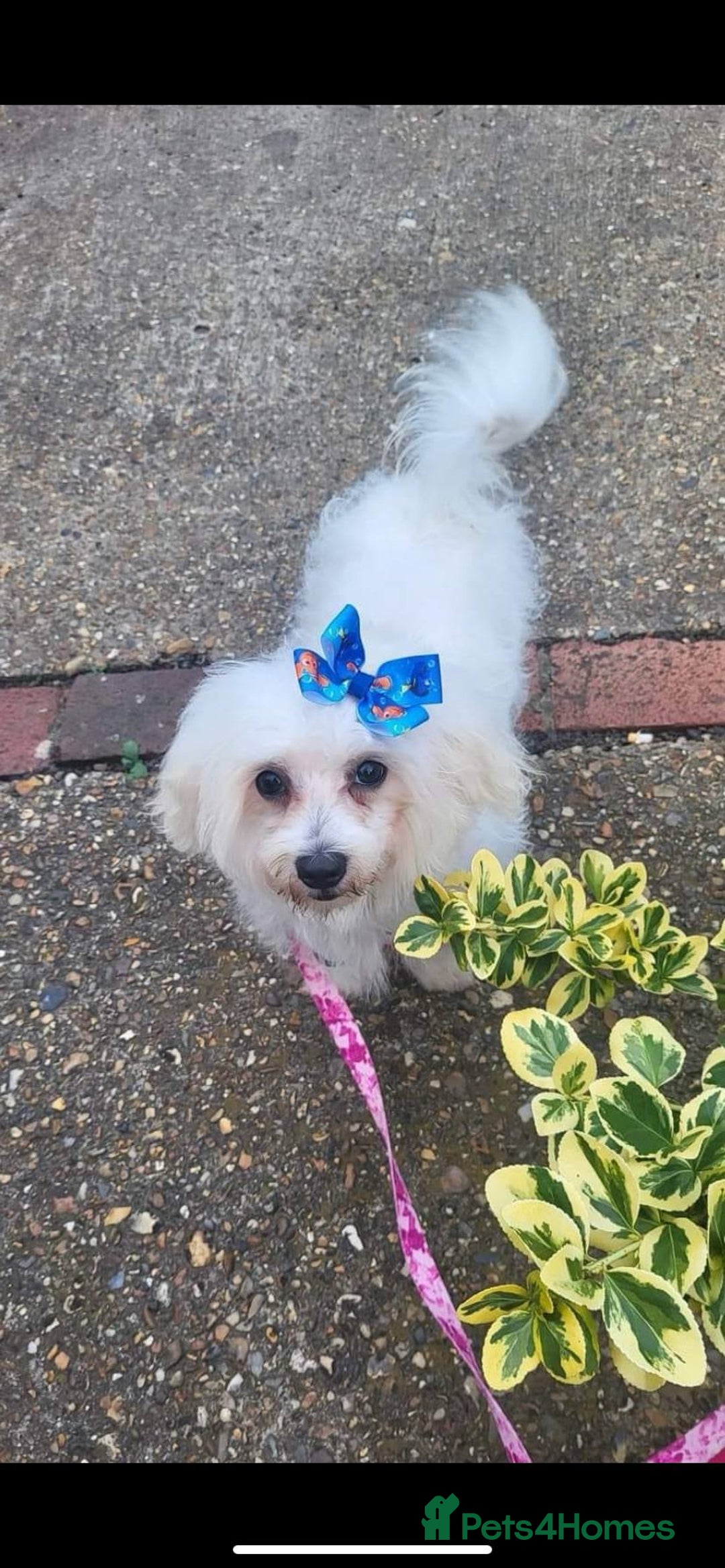 Mixed Breed dogs for sale: Bichon x Jack Russell READY NOW - Image 10