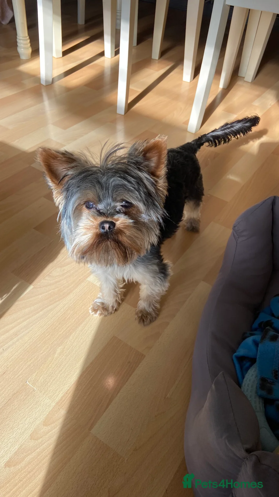 Yorkshire Terrier dogs for stud: Rocky in Hornchurch - Advert 20