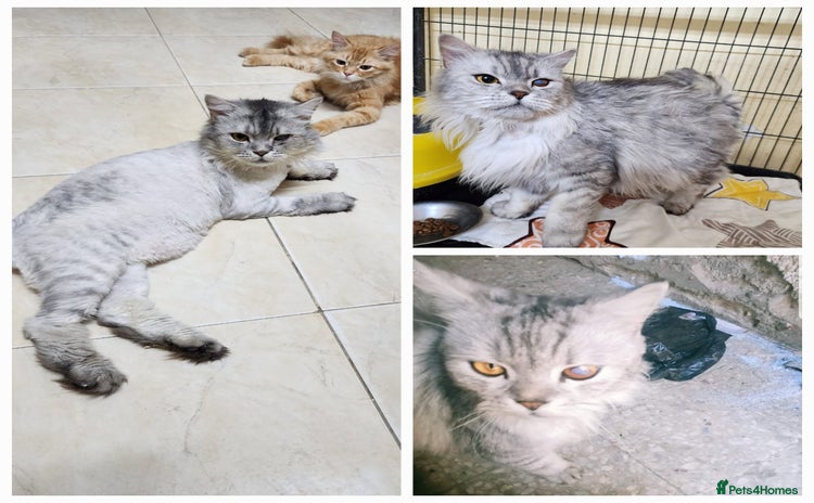 Mixed Breed cats - Advert 4