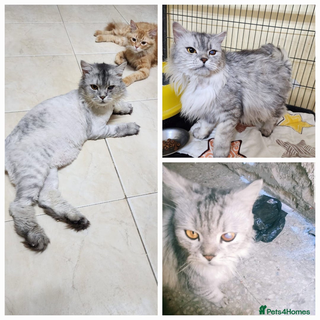 Mixed Breed cats for adoption: Fantastic Iggy is looking for love - Image 1
