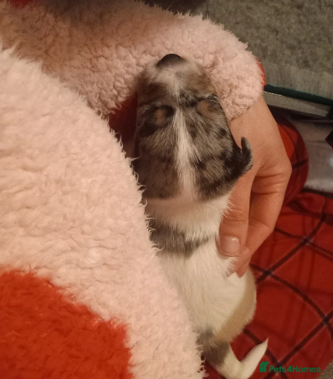 Jack Russell dogs for sale: Beautiful Spayed Jack Russell Girl - Advert 4