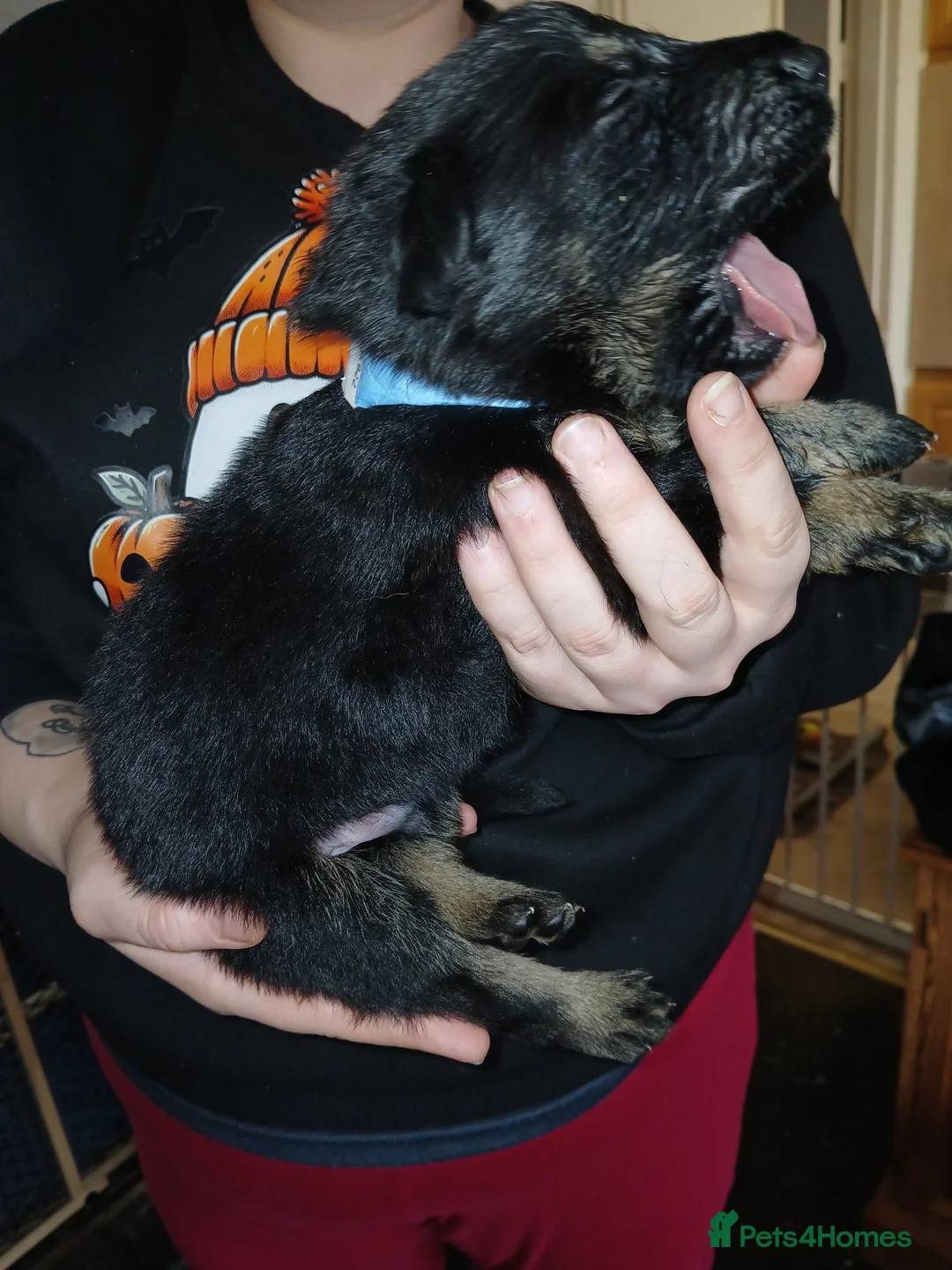 German Shepherd dogs for sale: German shepards puppies - Advert 16